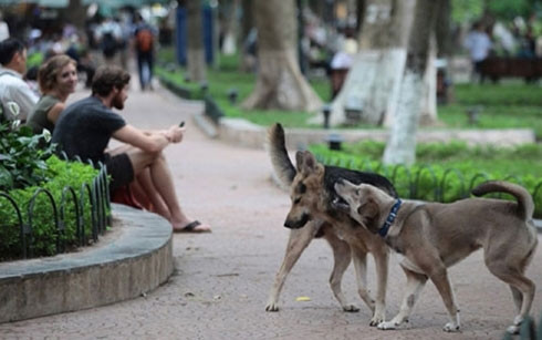Chó thả rông không rọ mõm là cảnh thường thấy ở các công viên, vườn hoa.