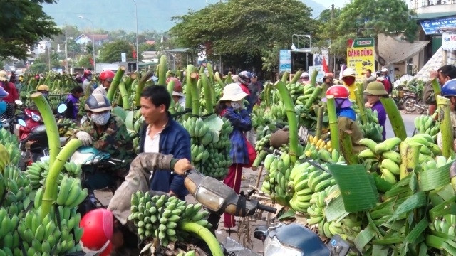 Chuối Tết ở huyện miền núi Hướng Hóa (Quảng Trị) được mùa, được giá.