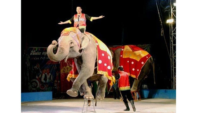 Một tiết mục biểu diễn xiếc voi của Liên đoàn xiếc Việt Nam. Ảnh: Hoa Quỳnh