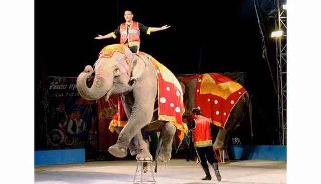 Một tiết mục biểu diễn xiếc voi của Liên đoàn xiếc Việt Nam. Ảnh: Hoa Quỳnh