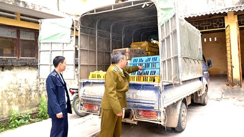Bắt ô tô vận chuyển gà không rõ nguồn gốc