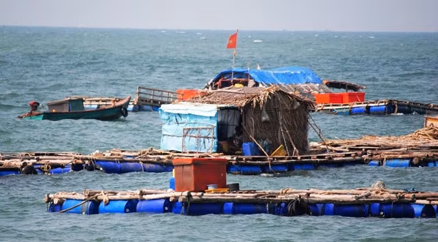 Cá bớp được ngư dân nuôi bè quanh đảo Hòn Chuối (Cà Mau).