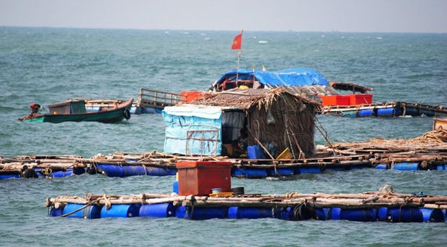 Cá bớp được ngư dân nuôi bè quanh đảo Hòn Chuối (Cà Mau).