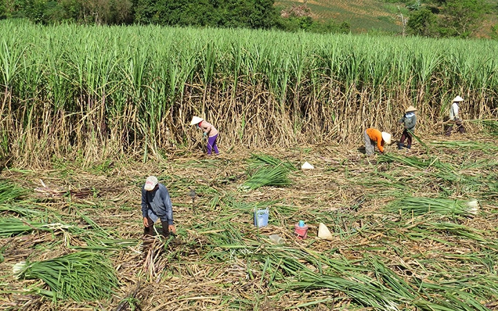 Nông dân tỉnh Phú Yên thu hoạch mía.