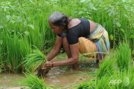 Mưa mùa ít khiến sản lượng gạo của Ấn Độ giảm