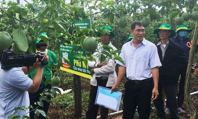 Bà con trực tiếp tham quan mô hình trình diễn phân bón Phú Mỹ trên cây chanh dây.