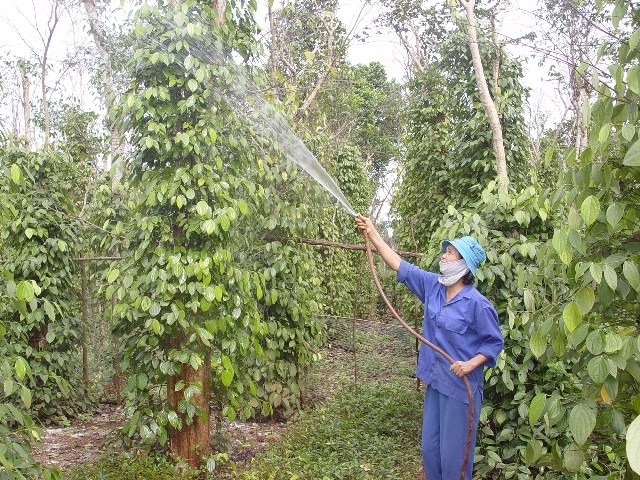 Chăm sóc cây hồ tiêu ở huyện Hướng Hóa