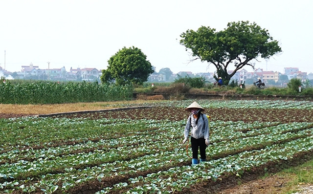 Để có những mùa rau an toàn, những cánh đồng không ô nhiễm, cần đưa các loại thuốc sinh học vào lĩnh vực bảo vệ cây trồng.