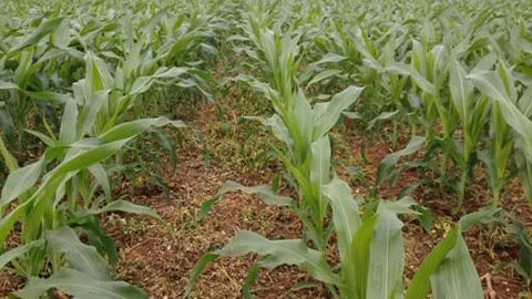 Ruộng ngô chuyển gen bốn ngày sau khi phun thuốc trừ cỏ Glyphosate, cây ngô vẫn sinh trưởng tốt, cỏ đang chết vàng úa.