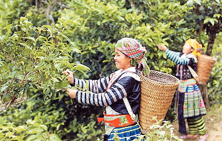 Thu hái chè Shan tuyết cổ thụ ở xã Phình Hồ, huyện Trạm Tấu (Yên Bái).        Ảnh: THẾ DUYỆT