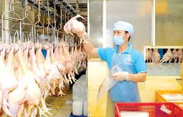 Dây chuyền giết mổ gà tự động tại Công ty TNHH Koyu &Vnitek.