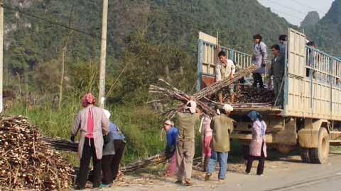 Một số hộ dân đã phải bỏ thêm 300.000 đồng/chuyến để được sớm vận chuyển mía qua đường vòng.