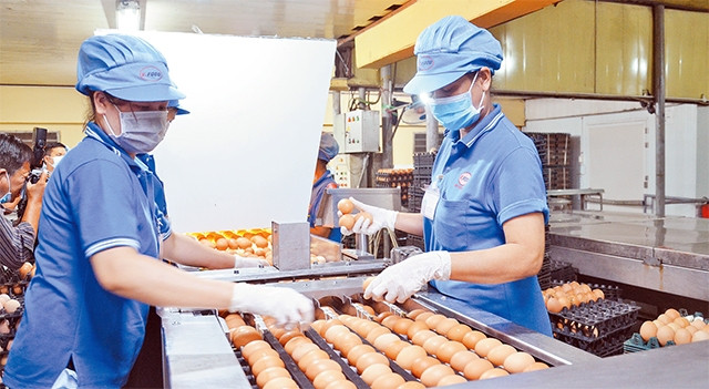 Dây chuyền xử lý trứng gia cầm của Công ty Vĩnh Thành Ðạt.