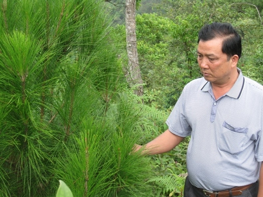 Năm năm qua, mỗi năm huyện Ngân Sơn trồng được một nghìn ha thông. 