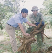 Thu hoạch sắn ở Ea Súp.