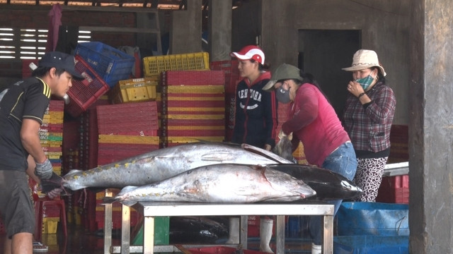 Ngư dân Phú Yên chuyển cá ngừ từ tàu lên bờ.