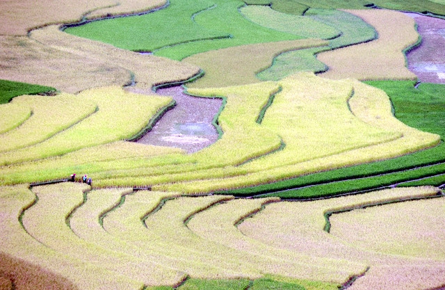 Cánh đồng lúa Cao Phạ (Mù Cang Chải, Yên Bái) là điểm thu hút nhiều khách du lịch đến tham quan. Ảnh: THANH CHƯƠNG