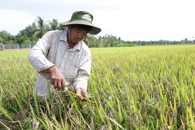 Nông dân Ba Nhựt bên cánh đồng lúa thảo dược theo quy trình hữu cơ.