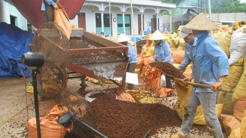 Công nhân ở Công ty TNHH chế biến và xuất khẩu nông lâm sản tuyển chọn hoa hồi khô, bảo đảm đúng tiêu chuẩn chất lượng xuất khẩu. 