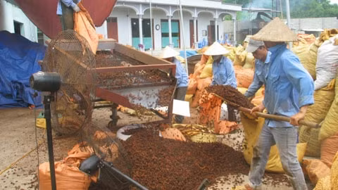 Công nhân ở Công ty TNHH chế biến và xuất khẩu nông lâm sản tuyển chọn hoa hồi khô, bảo đảm đúng tiêu chuẩn chất lượng xuất khẩu. 