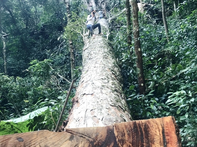 Cây nghiến vừa bị đốn hạ có kích thước rất lớn. 