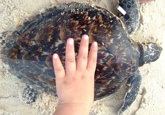 Cá thể đồi mồi nặng gần 3 kg là động vật quý, hiếm được ưu tiên bảo vệ.