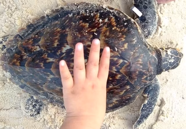 Cá thể đồi mồi nặng gần 3 kg là động vật quý, hiếm được ưu tiên bảo vệ.