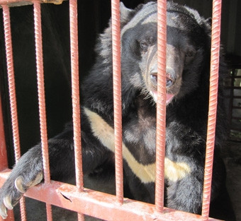 Chú gấu Raspberry lúc còn sống. (Ảnh AAF)