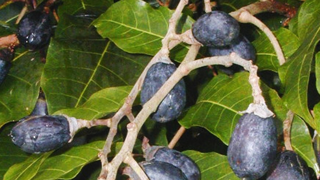 Mùa trám tuổi thơ