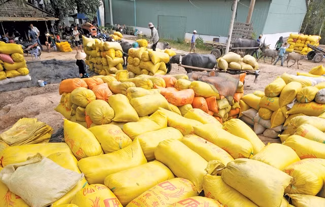 Lúa thu hoạch được tập trung về kho tại huyện Tân Hồng - Ðồng Tháp. Ảnh:Lê Hồng Linh