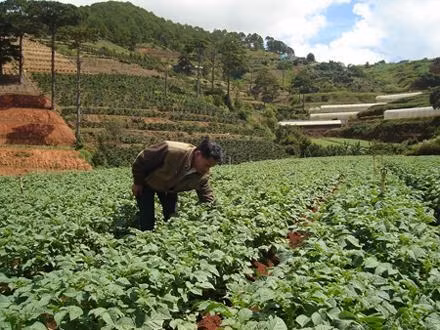 Mầu xanh trù phú trên cánh đồng Xuân Thọ (Ðà Lạt).