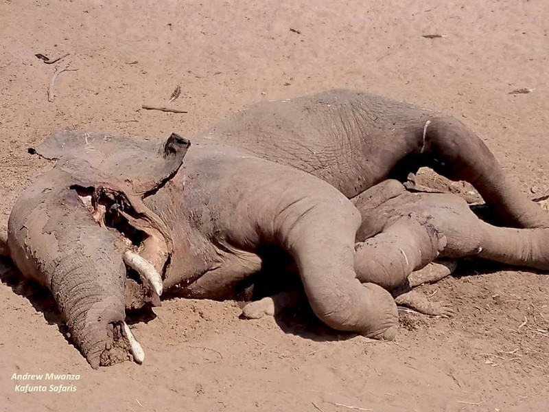 Phần lớn cơ thể của cá sấu bị che khuất bởi cơ thể khổng lồ của con voi vốn đã nghiền nát nó đến chết. Ảnh: Bản quyền của Kafunta Safaris, Zambia.