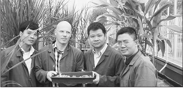 Tiến sĩ Dương Ngọc Tú (người thứ hai từ phải sang) cùng các chuyên gia trao đổi về việc phát triển cây nghệ.