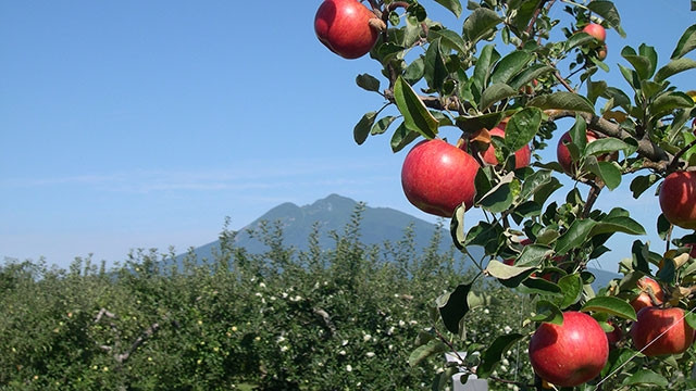 Mùa thu đi hái táo