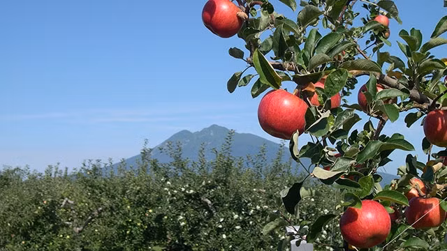 Mùa thu đi hái táo