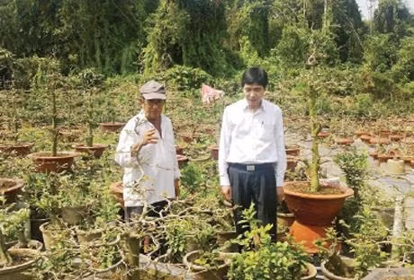 Ông Năm Ðông (người bên trái) hướng dẫn cách trồng mai ghép cho khách.