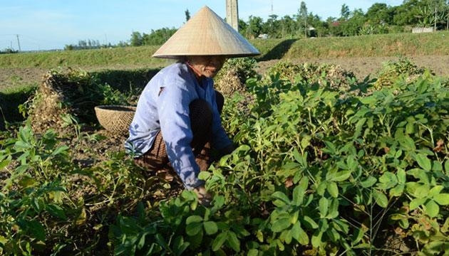 Lạc là nguồn thu quan trọng của người nông dân Hà Tĩnh.