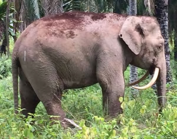 Cá thể voi nhỏ nhất thế giới này đã bị giết để lấy ngà.