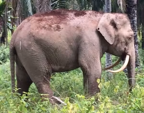 Cá thể voi nhỏ nhất thế giới này đã bị giết để lấy ngà.