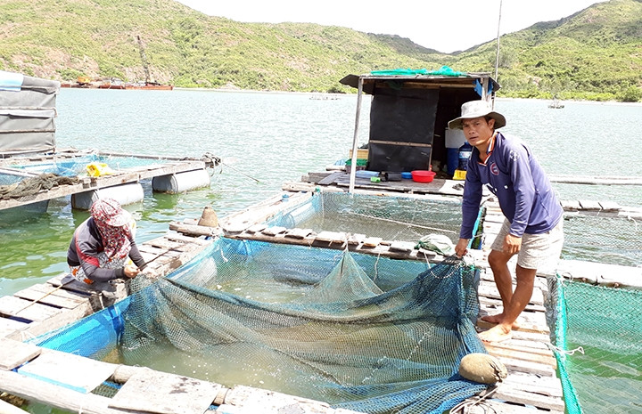 Nhiều bà con tích cực nuôi cá lồng, xa dần nghề lặn.