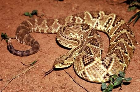 Nọc rắn chuông Nam Mỹ (Crotalus durissus terrificus) được sử dụng để tách chiết crotoxin.