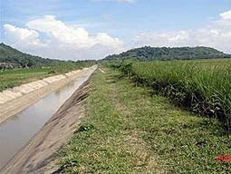 Trồng cỏ vetiver trên bờ đê<br>kênh Tịnh Biên, Tri Tôn, An Giang