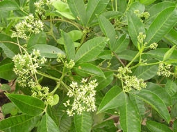 Cây ba chạc (Euodia lepta) được sử dụng
làm một vị thuốc nam.