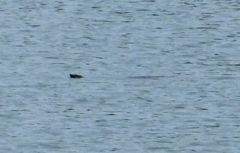 Bức ảnh cá thể rùa tại hồ Xuân Khanh được chụp vào tháng 5-2017. Ảnh: Nguyễn Văn Trọng – ATP.