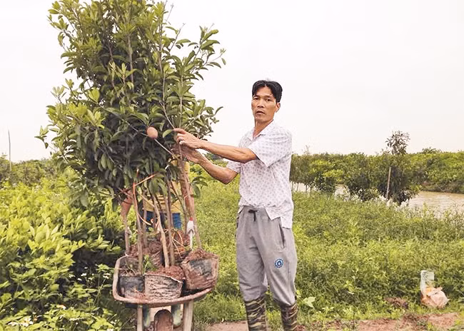 Anh Trần Đình Ánh chăm sóc vườn cây giống.