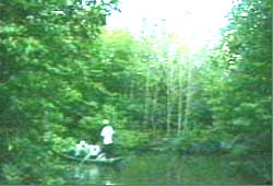 Rừng ngập mặn Cần Giờ.