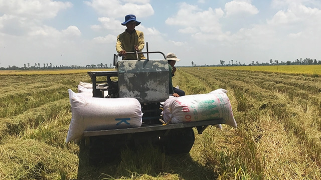 Người trồng lúa ở ĐBSCL đang chịu gánh nặng do chi phí đầu vào tăng cao.