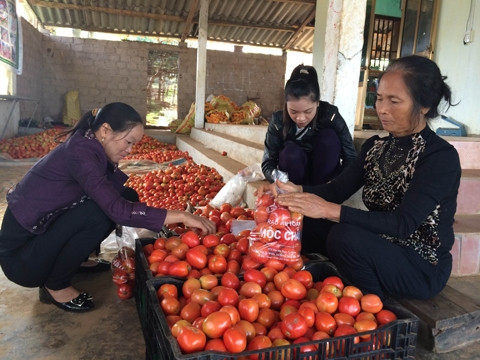 Bà Nguyễn Thị Luyến cùng các hội viên đóng gói sản phẩm đưa đi tiêu thụ tại các siêu thị ở Hà Nội.