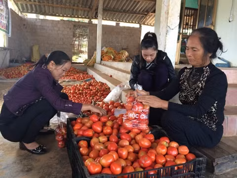 Bà Nguyễn Thị Luyến cùng các hội viên đóng gói sản phẩm đưa đi tiêu thụ tại các siêu thị ở Hà Nội.