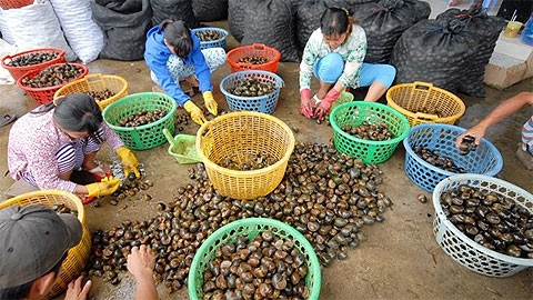 Tại một đầu mối thu gom ốc, rất đông người làm việc phân loại ốc bán cho thương lái Trung Quốc. (baobaovephapluat.vn)